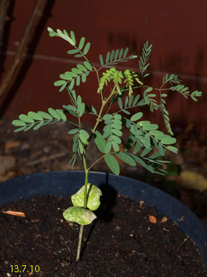 caesalpinia jungpflanze